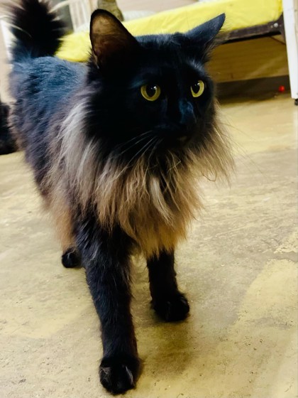 Mango(Foster Needed)