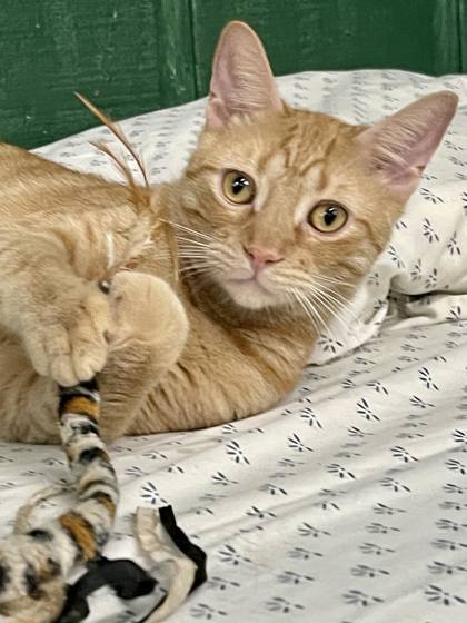 Nox, an adoptable Domestic Short Hair in Metairie, LA, 70009 | Photo Image 1