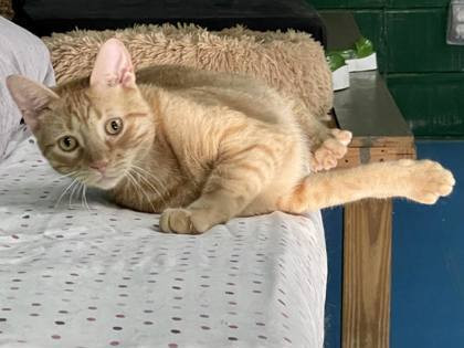 Nox(Foster Needed), an adoptable Domestic Short Hair in River Ridge, LA, 70123 | Photo Image 2