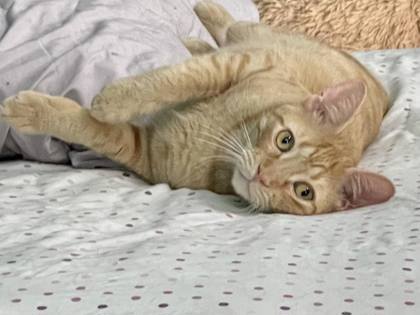 Nox(Foster Needed), an adoptable Domestic Short Hair in River Ridge, LA, 70123 | Photo Image 3