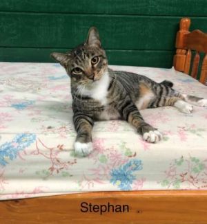 Stephan Domestic Short Hair Cat