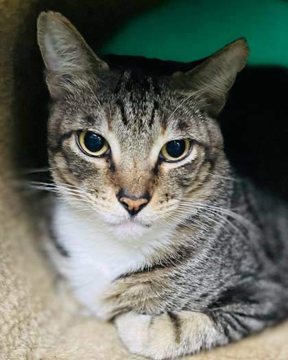 Stephan, an adoptable Domestic Short Hair in Metairie, LA, 70009 | Photo Image 1