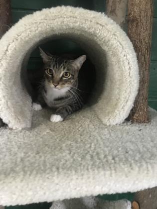 Stephan, an adoptable Domestic Short Hair in Metairie, LA, 70009 | Photo Image 2