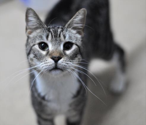 Alana, an adoptable Domestic Short Hair in Metairie, LA, 70009 | Photo Image 1