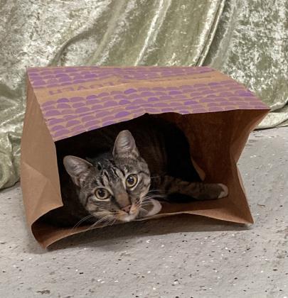 Kat, an adoptable Domestic Short Hair in River Ridge, LA, 70123 | Photo Image 1