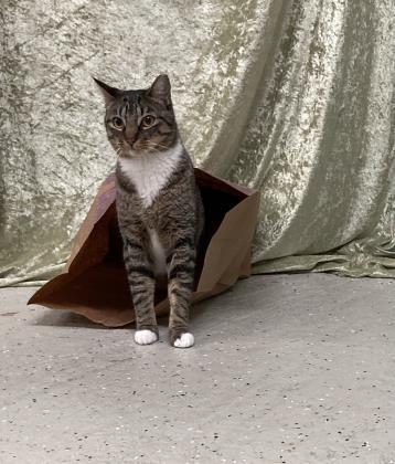 Kat, an adoptable Domestic Short Hair in River Ridge, LA, 70123 | Photo Image 2