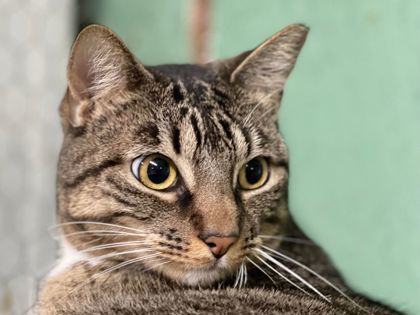 Kat, an adoptable Domestic Short Hair in Metairie, LA, 70009 | Photo Image 3