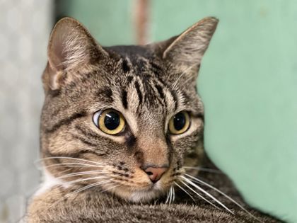 Kat, an adoptable Domestic Short Hair in River Ridge, LA, 70123 | Photo Image 3