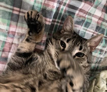 Bruce Lee, an adoptable Domestic Short Hair in River Ridge, LA, 70123 | Photo Image 1