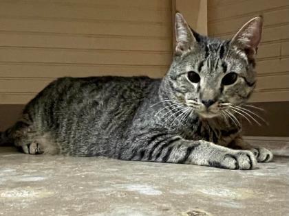 Bruce Lee, an adoptable Domestic Short Hair in River Ridge, LA, 70123 | Photo Image 2