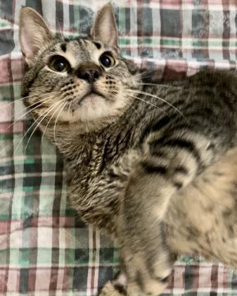 Bruce Lee, an adoptable Domestic Short Hair in River Ridge, LA, 70123 | Photo Image 3