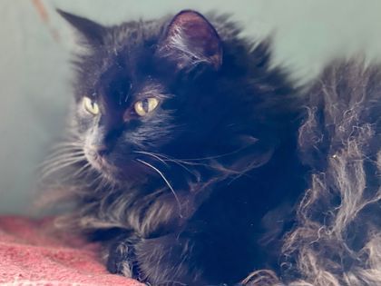 Sophie June, an adoptable Domestic Long Hair, Domestic Short Hair in Metairie, LA, 70009 | Photo Image 1