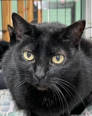 Introducing Roxy a beautiful 14-year-old black cat whose years have granted her