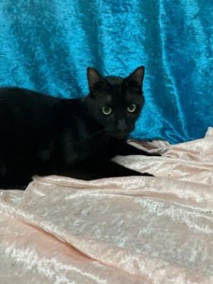 Vamp `Blackie` Domestic Short Hair Cat