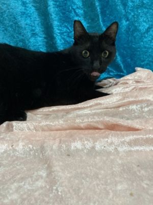 Vamp `Blackie` Domestic Short Hair Cat