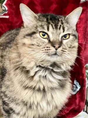 Introducing Petal a stunning 5-year-old long-haired cat whose beauty is matched