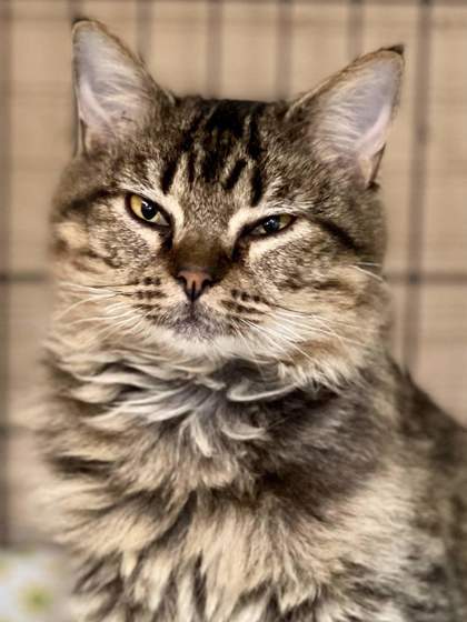 Petal, an adoptable Domestic Long Hair, Domestic Short Hair in Metairie, LA, 70009 | Photo Image 2