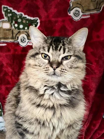 Petal, an adoptable Domestic Long Hair, Domestic Short Hair in Metairie, LA, 70009 | Photo Image 3