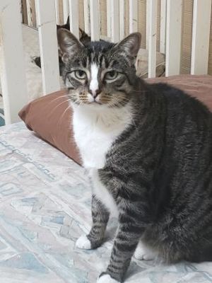 Meet Rascal an 8-year-old tabby and white charmer with a heart full of love to give-once he gets to