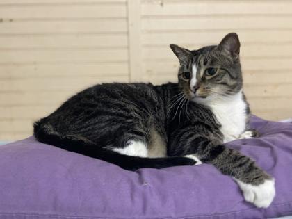 Rascal, an adoptable Domestic Short Hair in Metairie, LA, 70009 | Photo Image 2