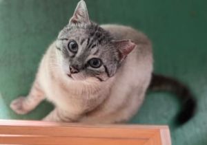 Introducing Sammy a captivating 7-year-old Siamese mix with a world of personality Sammys strikin