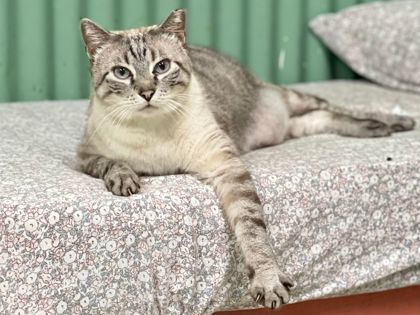 Sammy, an adoptable Siamese, Domestic Short Hair in Metairie, LA, 70009 | Photo Image 1