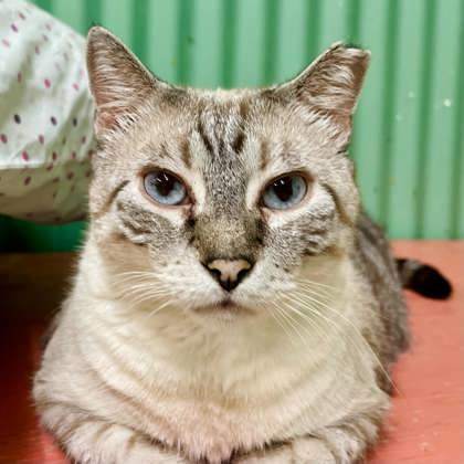 Sammy, an adoptable Siamese, Domestic Short Hair in Metairie, LA, 70009 | Photo Image 1