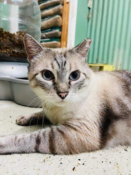 Sammy, an adoptable Siamese, Domestic Short Hair in Metairie, LA, 70009 | Photo Image 2