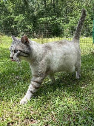 Sammy, an adoptable Siamese, Domestic Short Hair in Metairie, LA, 70009 | Photo Image 3