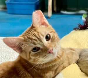 Introducing Chowder a vibrant 1-year-old male orange tabby whose zest for life is truly infectious