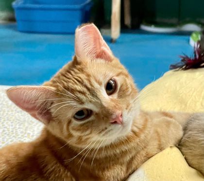 Chowder, an adoptable Domestic Short Hair in Metairie, LA, 70009 | Photo Image 1