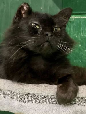 Say hello to Nolan a delightful 6-year-old Domestic Long Hair DLH kitty with 