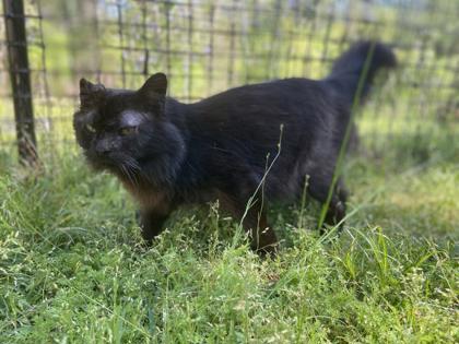 Nolan, an adoptable Domestic Short Hair in Metairie, LA, 70009 | Photo Image 3