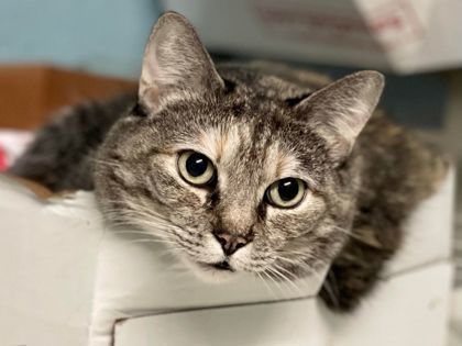 Munchkin, an adoptable Domestic Short Hair in Metairie, LA, 70009 | Photo Image 1