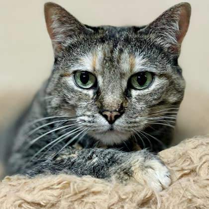 Munchkin, an adoptable Domestic Short Hair in Metairie, LA, 70009 | Photo Image 1