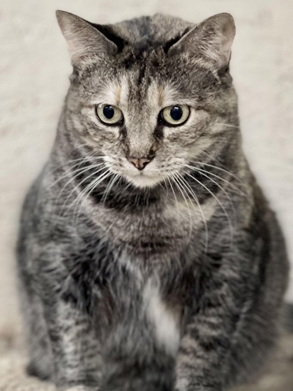 Munchkin, an adoptable Domestic Short Hair in Metairie, LA, 70009 | Photo Image 2