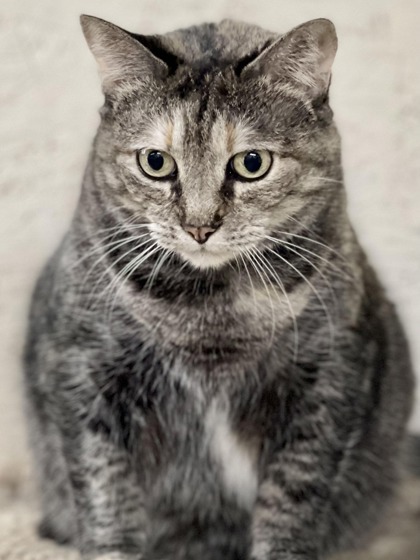 Munchkin, an adoptable Domestic Short Hair in River Ridge, LA, 70123 | Photo Image 2