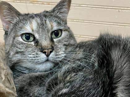 Munchkin, an adoptable Domestic Short Hair in Metairie, LA, 70009 | Photo Image 3