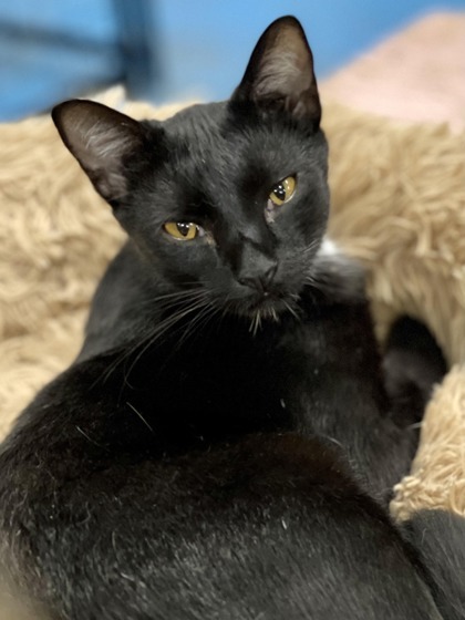 Russ, an adoptable Domestic Short Hair in Metairie, LA, 70009 | Photo Image 1