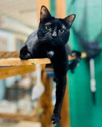 Russ, an adoptable Domestic Short Hair in Metairie, LA, 70009 | Photo Image 2