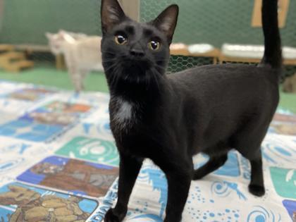 Russ, an adoptable Domestic Short Hair in Metairie, LA, 70009 | Photo Image 2