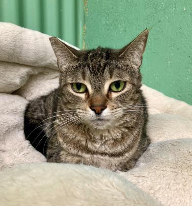 Kylie, an adoptable Domestic Short Hair in Metairie, LA, 70009 | Photo Image 1