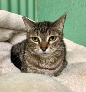 Meet Kylie a sweet shy soul who has spent far too long waiting for her chance at a forever home