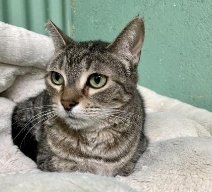 Kylie, an adoptable Domestic Short Hair in Metairie, LA, 70009 | Photo Image 2