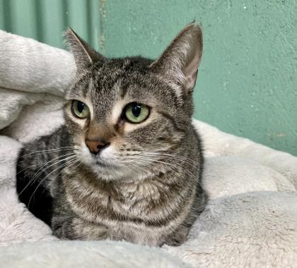 Kylie, an adoptable Domestic Short Hair in River Ridge, LA, 70123 | Photo Image 2