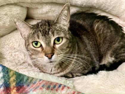 Kylie, an adoptable Domestic Short Hair in Metairie, LA, 70009 | Photo Image 3