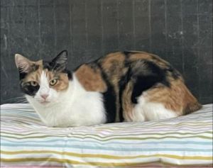Nola is a perfect name for this black and gold calico She was found in rural Mi