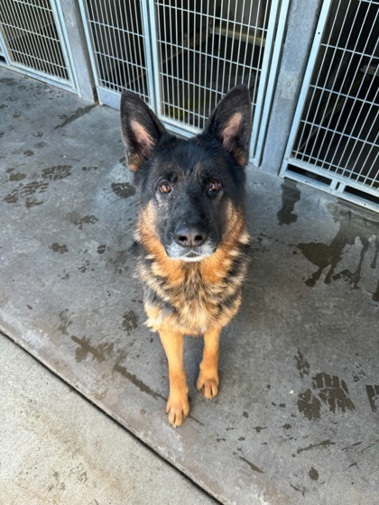 Sasha, an adoptable German Shepherd Dog, Mixed Breed in Moses Lake, WA, 98837 | Photo Image 1