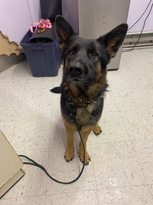 Sasha, an adoptable German Shepherd Dog, Mixed Breed in Moses Lake, WA, 98837 | Photo Image 2