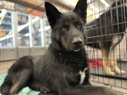 Roman, an adoptable Shepherd, Mixed Breed in Moses Lake, WA, 98837 | Photo Image 1